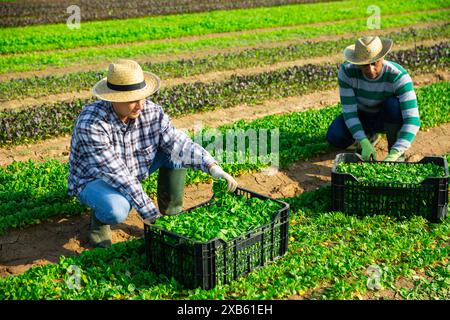 Farm workers picking corn salad on field Stock Photo