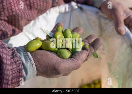 Farmer holding a hand full of olives in farm. Stock Photo