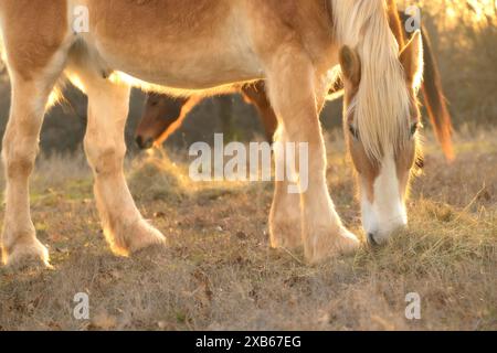 A blonde Belgian draft horse eating hay in evening pasture, looking at the viewer, with another horse on the background; backlit by setting sun Stock Photo