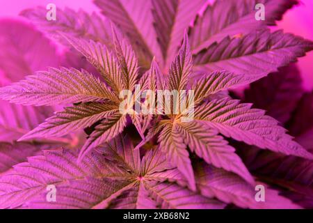 Indoor Cannabis plant growing marijuana in a grow box under the purple LED light top view Stock Photo