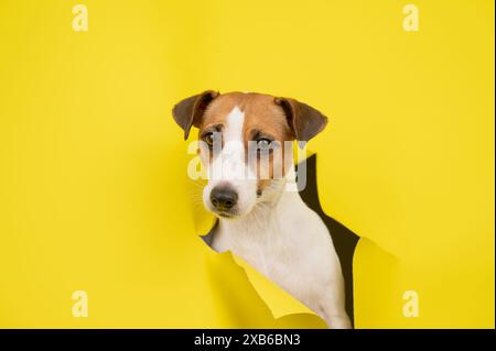 Cute Jack Russell Terrier dog tearing up yellow cardboard background.  Stock Photo