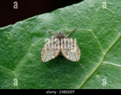 A brown, furry Bathroom Moth Fly (Clogmia albipunctata) with patterned wings rests on a green leaf Stock Photo