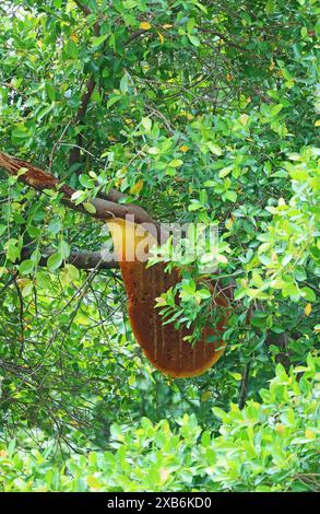 Empty Huge Honey Beehive after the Bees Left still Hangs from Banyan Tree Branch Stock Photo