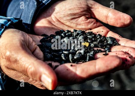 A hand holding a handful of black rocks with a gold speckled one Stock Photo