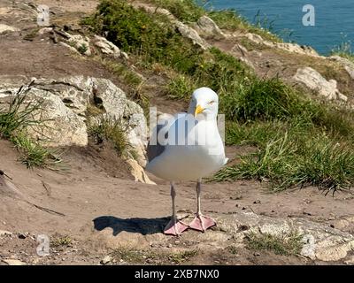 A seagull perched on the shore near the water's edge Stock Photo