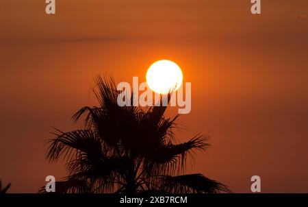 A sun setting behind silhouetted palm tree and tree Stock Photo