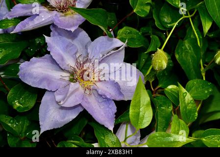 Boulevard Tranquility flowers with green leaves on a deep background Stock Photo