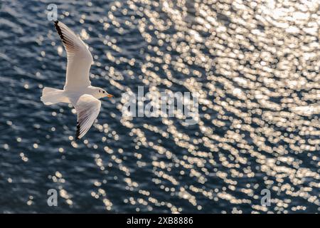 A seagull flying gracefully over the glistening ocean water Stock Photo