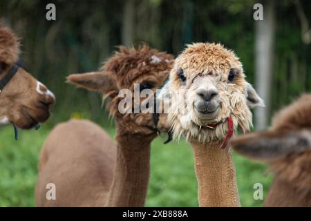 A Group of llamas grazing in a field Stock Photo