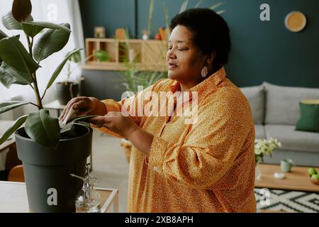 Mature African American woman dusting from Indian rubber bush leaves with concentrated facial expression Stock Photo