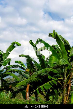 Lush green and golden banana trees in a field Stock Photo