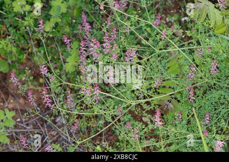 Erdrauch, Gewöhnlicher Erdrauch, Fumaria officinalis, Common Fumitory, Drug Fumitory, Fumitory, Fumeterre, Fumeterre officinale Stock Photo