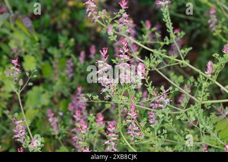 Erdrauch, Gewöhnlicher Erdrauch, Fumaria officinalis, Common Fumitory, Drug Fumitory, Fumitory, Fumeterre, Fumeterre officinale Stock Photo