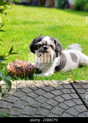 A grey and white Shih Tzu lying on green grass with a toy in front of it Stock Photo