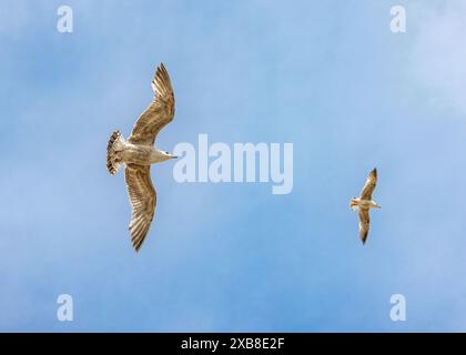 Two seagulls flying in clear blue sky Stock Photo