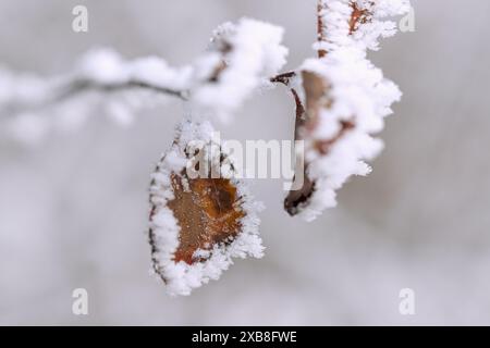 botany, ice crystals, frost, leaf, ADDITIONAL-RIGHTS-CLEARANCE-INFO-NOT-AVAILABLE Stock Photo