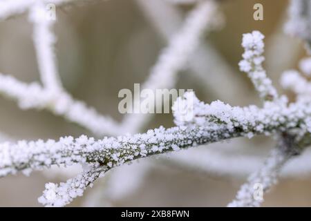 botany, ice crystals, frost, branch, ADDITIONAL-RIGHTS-CLEARANCE-INFO-NOT-AVAILABLE Stock Photo