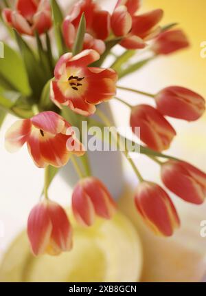 botany, tulips in a blue vase with a yellow background, ADDITIONAL-RIGHTS-CLEARANCE-INFO-NOT-AVAILABLE Stock Photo