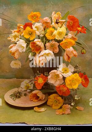 botany, Iceland poppies ( papaver nudicaule ) in vases against a painted background, ADDITIONAL-RIGHTS-CLEARANCE-INFO-NOT-AVAILABLE Stock Photo