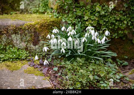 botany, snowdrop in the cottage garden, CAUTION! FOR GREETINGCARD-USE / POSTCARD-USE IN GERMAN SPEAKING COUNTRIES CERTAIN RESTRICTIONS MAY APPLY Stock Photo
