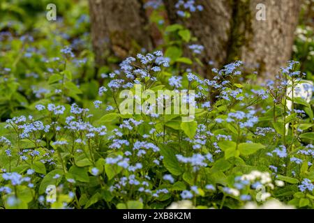 botany, heartsease, CAUTION! FOR GREETINGCARD-USE / POSTCARD-USE IN GERMAN SPEAKING COUNTRIES CERTAIN RESTRICTIONS MAY APPLY Stock Photo
