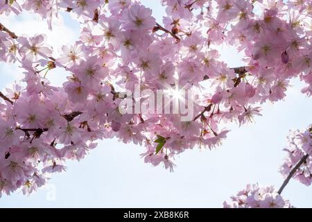 botany, CAUTION! FOR GREETINGCARD-USE / POSTCARD-USE IN GERMAN SPEAKING COUNTRIES CERTAIN RESTRICTIONS MAY APPLY Stock Photo