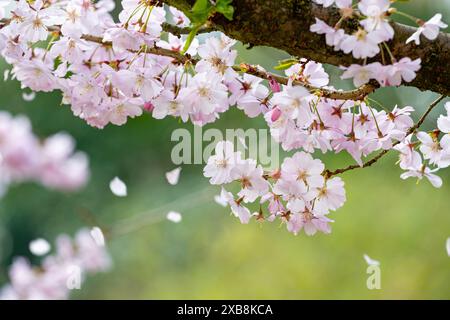 botany, CAUTION! FOR GREETINGCARD-USE / POSTCARD-USE IN GERMAN SPEAKING COUNTRIES CERTAIN RESTRICTIONS MAY APPLY Stock Photo
