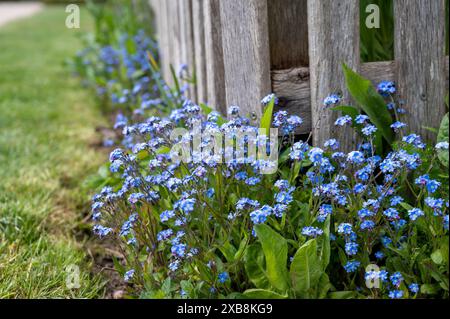 botany, CAUTION! FOR GREETINGCARD-USE / POSTCARD-USE IN GERMAN SPEAKING COUNTRIES CERTAIN RESTRICTIONS MAY APPLY Stock Photo