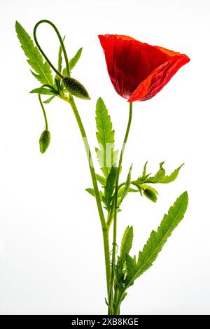 botany, CAUTION! FOR GREETINGCARD-USE / POSTCARD-USE IN GERMAN SPEAKING COUNTRIES CERTAIN RESTRICTIONS MAY APPLY Stock Photo