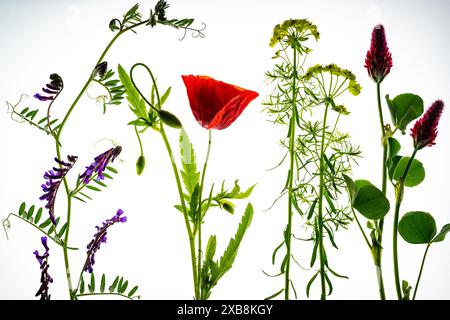 botany, CAUTION! FOR GREETINGCARD-USE / POSTCARD-USE IN GERMAN SPEAKING COUNTRIES CERTAIN RESTRICTIONS MAY APPLY Stock Photo