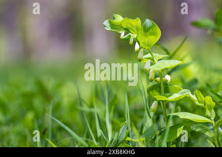 botany, CAUTION! FOR GREETINGCARD-USE / POSTCARD-USE IN GERMAN SPEAKING COUNTRIES CERTAIN RESTRICTIONS MAY APPLY Stock Photo