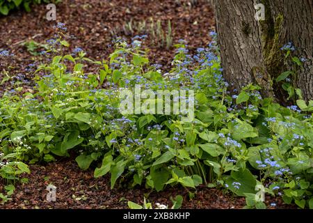 botany, heartsease, CAUTION! FOR GREETINGCARD-USE / POSTCARD-USE IN GERMAN SPEAKING COUNTRIES CERTAIN RESTRICTIONS MAY APPLY Stock Photo