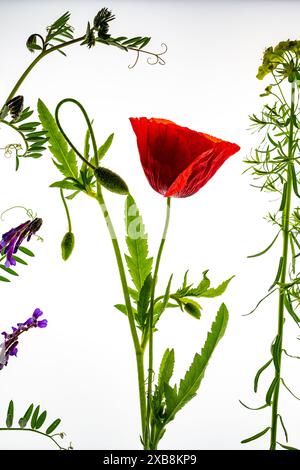 botany, CAUTION! FOR GREETINGCARD-USE / POSTCARD-USE IN GERMAN SPEAKING COUNTRIES CERTAIN RESTRICTIONS MAY APPLY Stock Photo