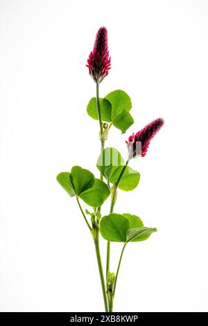 botany, CAUTION! FOR GREETINGCARD-USE / POSTCARD-USE IN GERMAN SPEAKING COUNTRIES CERTAIN RESTRICTIONS MAY APPLY Stock Photo