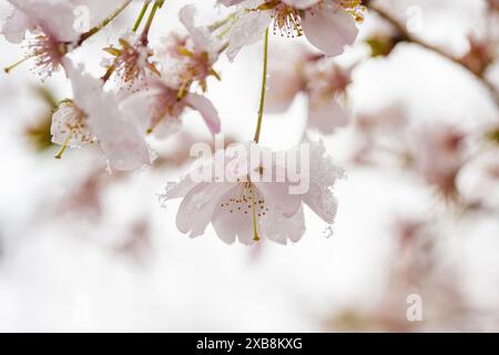 botany, CAUTION! FOR GREETINGCARD-USE / POSTCARD-USE IN GERMAN SPEAKING COUNTRIES CERTAIN RESTRICTIONS MAY APPLY Stock Photo