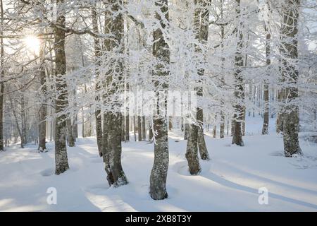 botany, low-pressure area snowy beech forest in the Neuenburg Jura, winter, Switzerland, NO-EXCLUSIVE-USE FOR FOLDING-CARD-GREETING-CARD-POSTCARD-USE Stock Photo