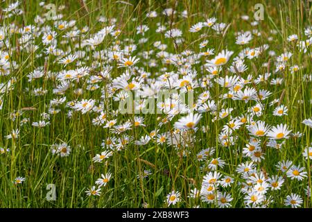 A meadow filled with numerous beautiful white daisies blooming in green grass Stock Photo