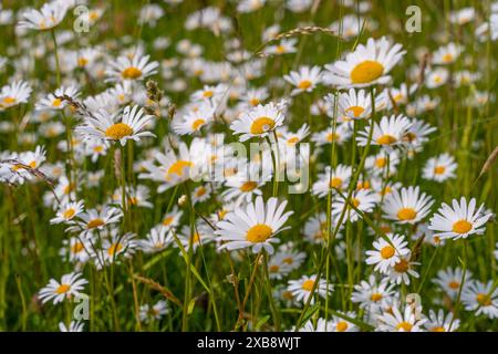 A meadow filled with numerous beautiful white daisies blooming in green grass Stock Photo