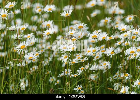 A meadow filled with numerous beautiful white daisies blooming in green grass Stock Photo