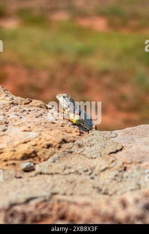 Small lizard on rock in grassy field Stock Photo
