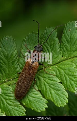 A lengthy black insect rests on a vibrant green leaf Stock Photo