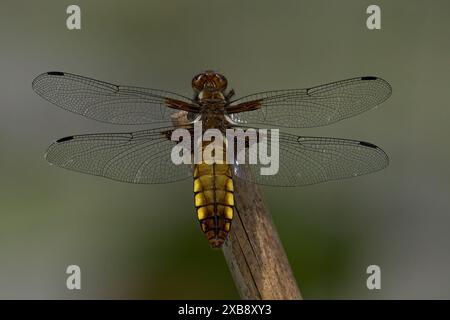 Dragonfly on stick near tree Stock Photo