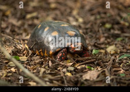 A wild Red-footed Tortoise (Chelonoidis carbonaria) from North Pantanal, Brazil Stock Photo