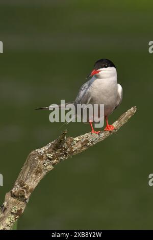 Bird on dead tree branch, observing surroundings Stock Photo