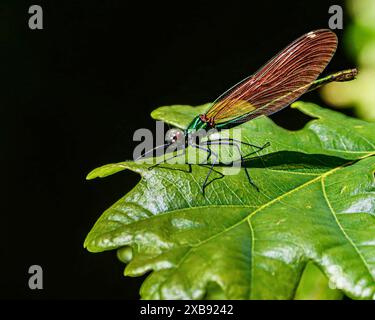 A black and red dragonfly resting on some leaf in the forest Stock ...