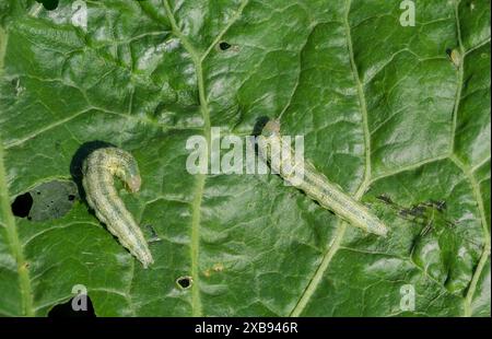 Close up of two caterpillars of winter moth (Operophtera brumata) sitting on a leaf with holes Stock Photo