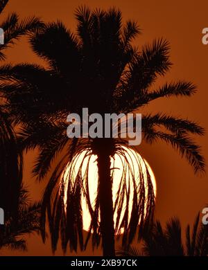 Sun setting behind palm trees against a warm brown sky Stock Photo