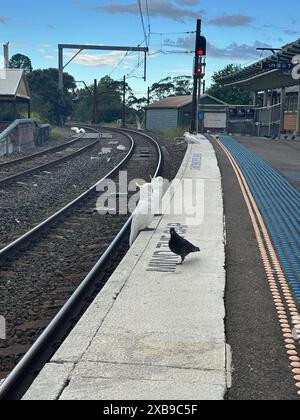 Birds standing on a train platform with railway tracks and a clear sky in the background at Katoomba Station in Australia. Stock Photo