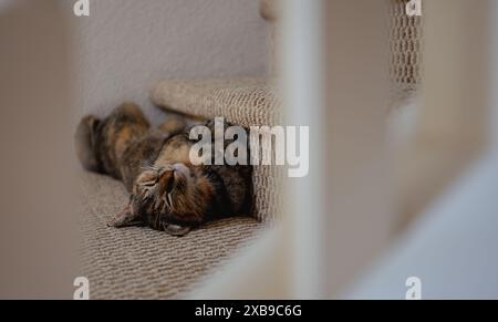 A cat resting on carpeted stairs visible through the railing Stock Photo