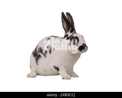 black and white rabbit sitting on a white background Stock Photo